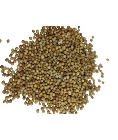 Cilantro Grano